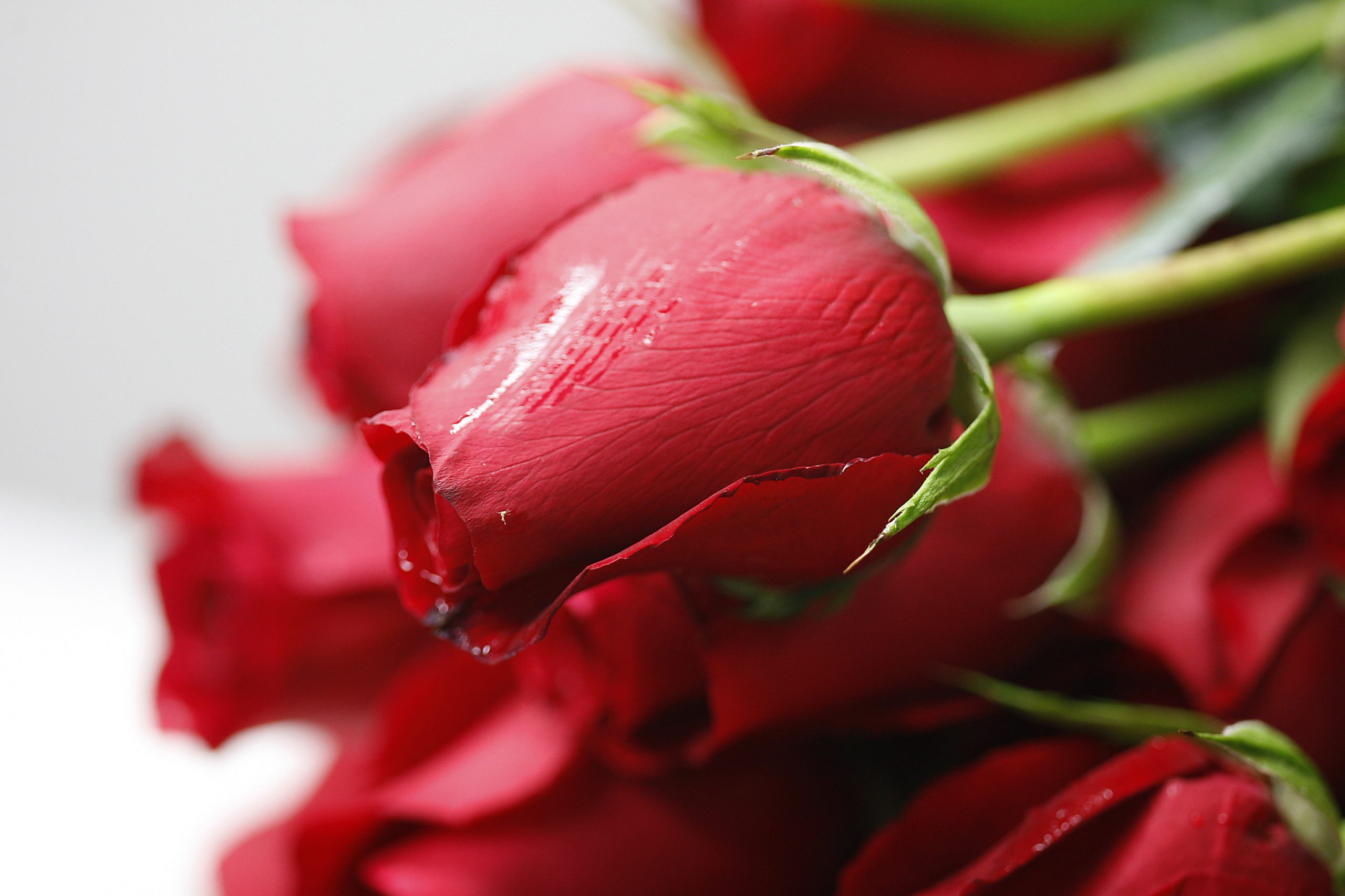 On Valentine’s Day, the demand for roses decreased by 40 percent and will be the business of Rs 1 crore