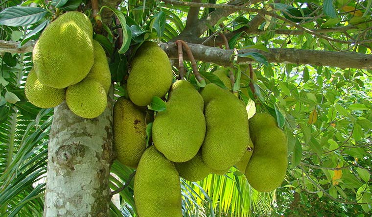 These are the benefits of eating Jackfruit
