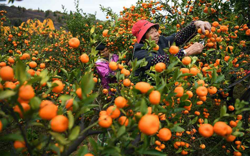 Orange production up in Solukhumbu, but farmers facing market problem