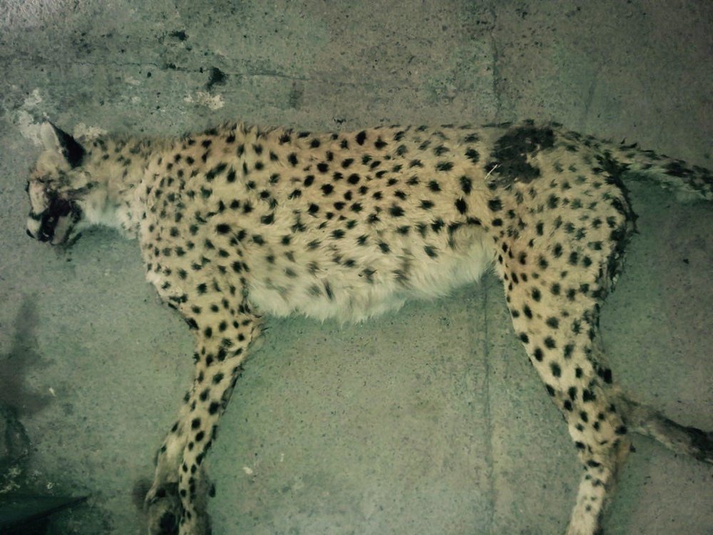 Cheetah cub found dead on highway