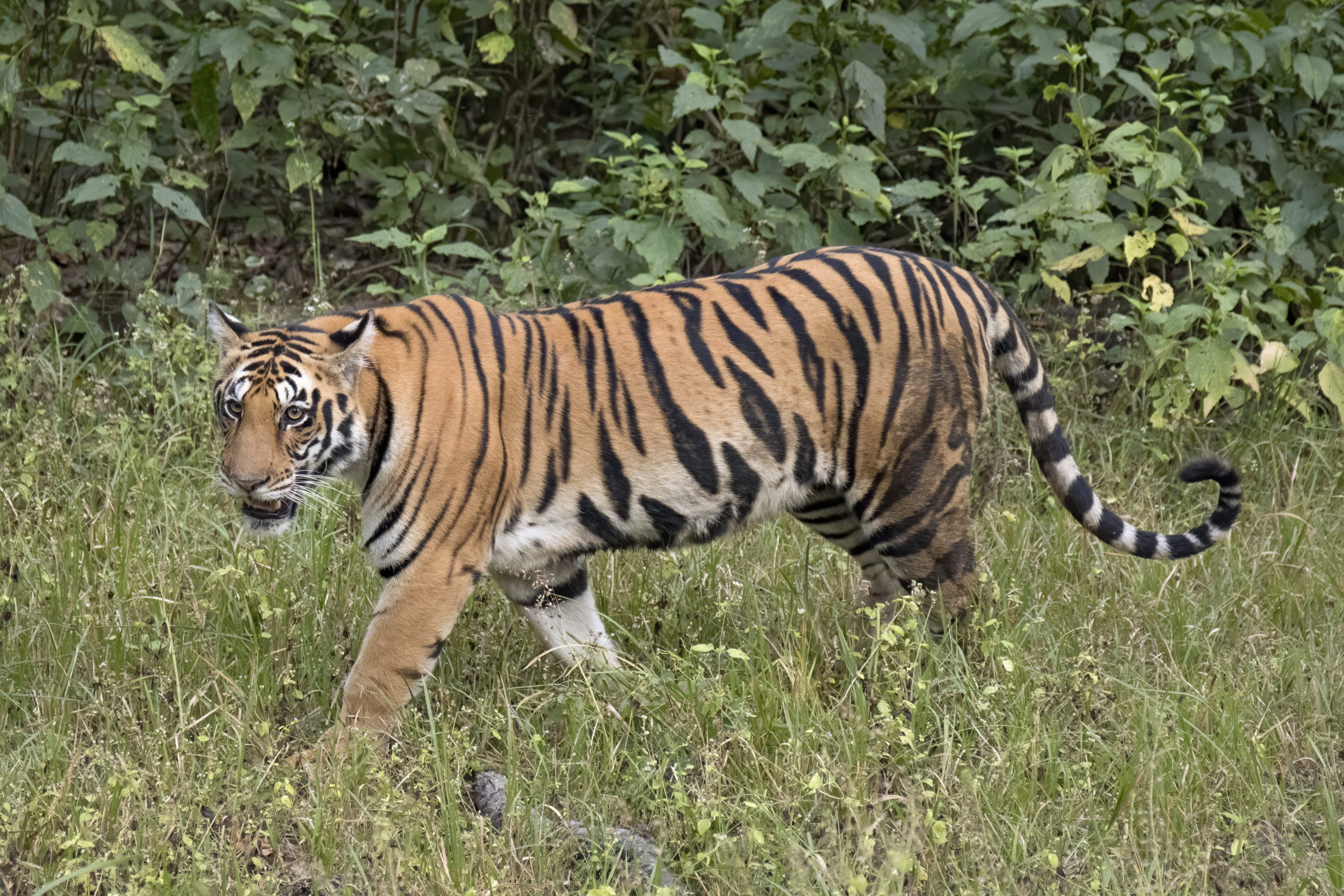 High alerts placed after ‘killer’ tiger escapes from enclosuresure