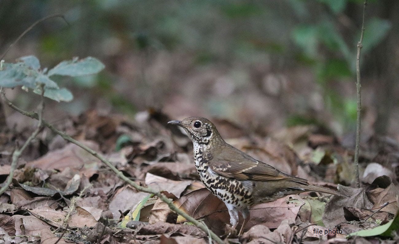 New species of bird found in Chitwan