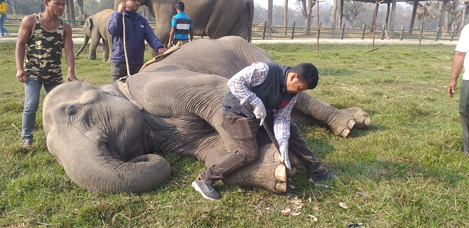 Treatment camp to save elephants