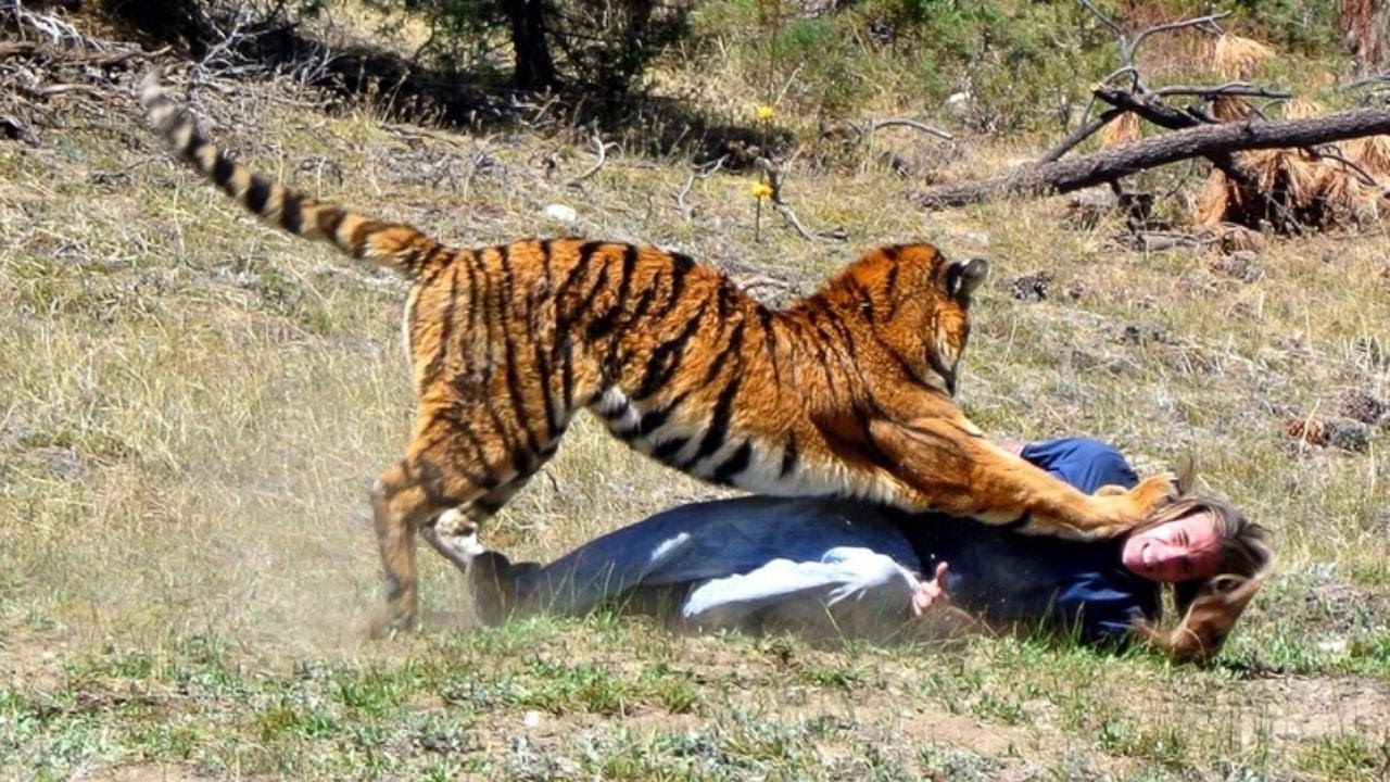 In Bardiya, Tiger attack again!