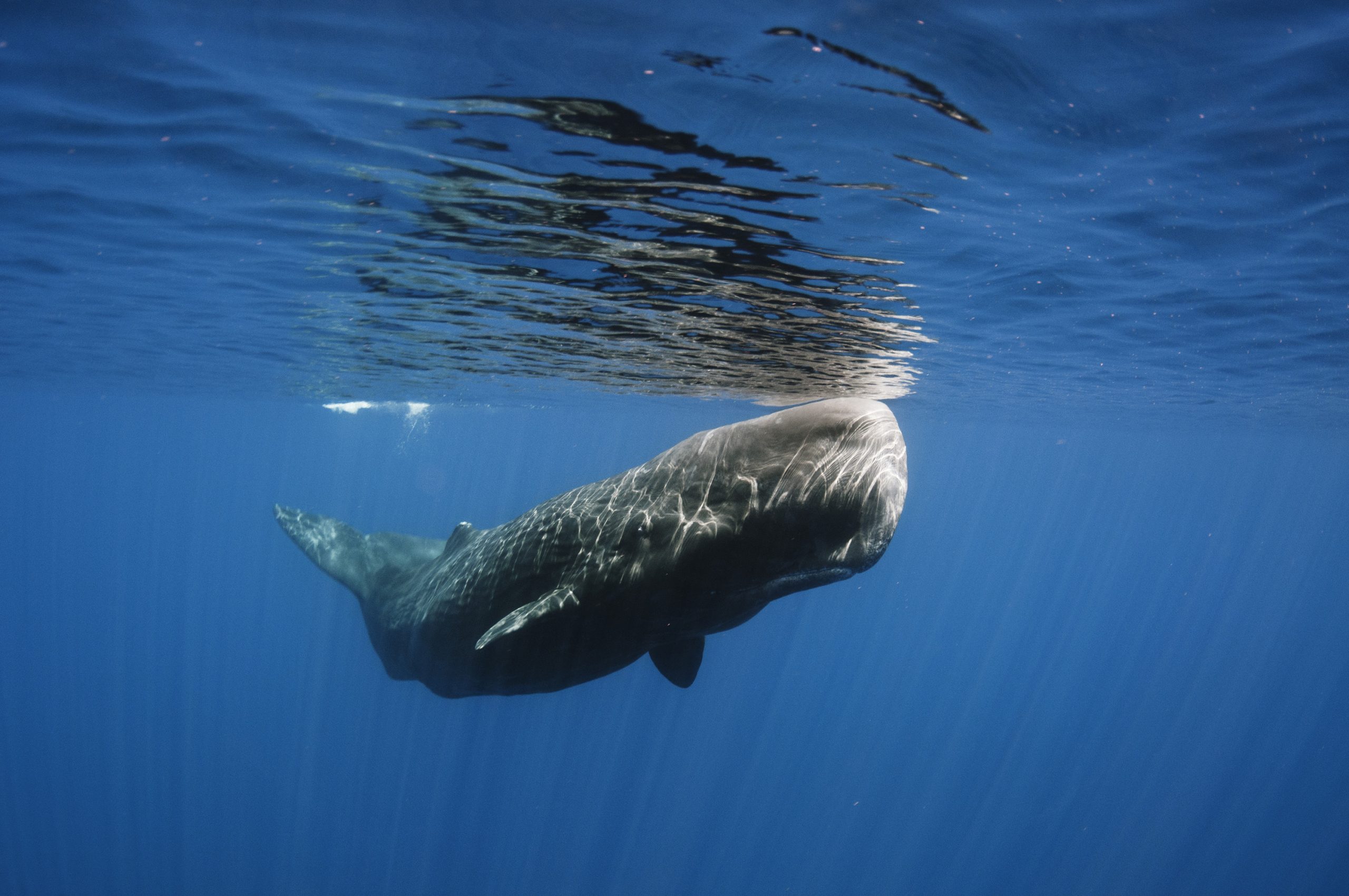 A unique fish with a tooth weighing one kilogram, which is hunted for its teeth