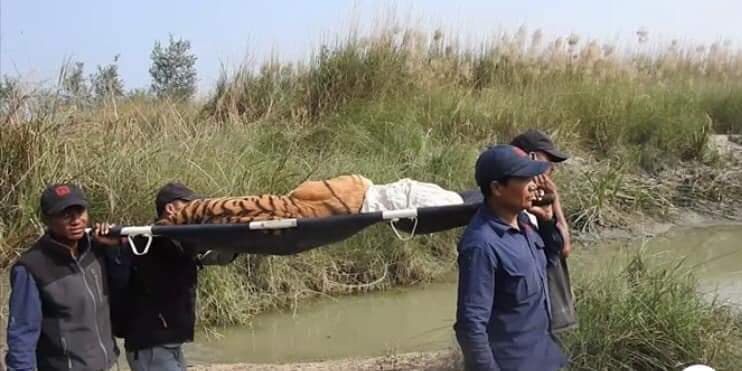 Four tigers released back to the wild