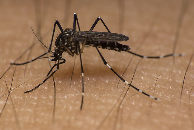 As the heat intensified, the mosquito outbreak in the Terai increased
