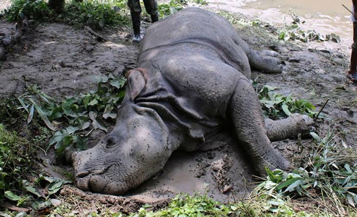 In nine months, 30 rhinos died