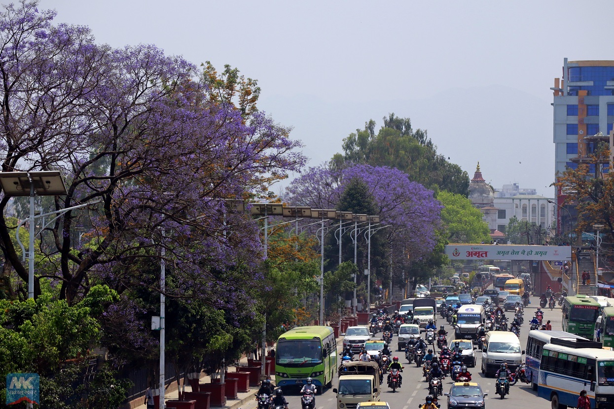 Jacaranda blossoms on the roadside [Photos]