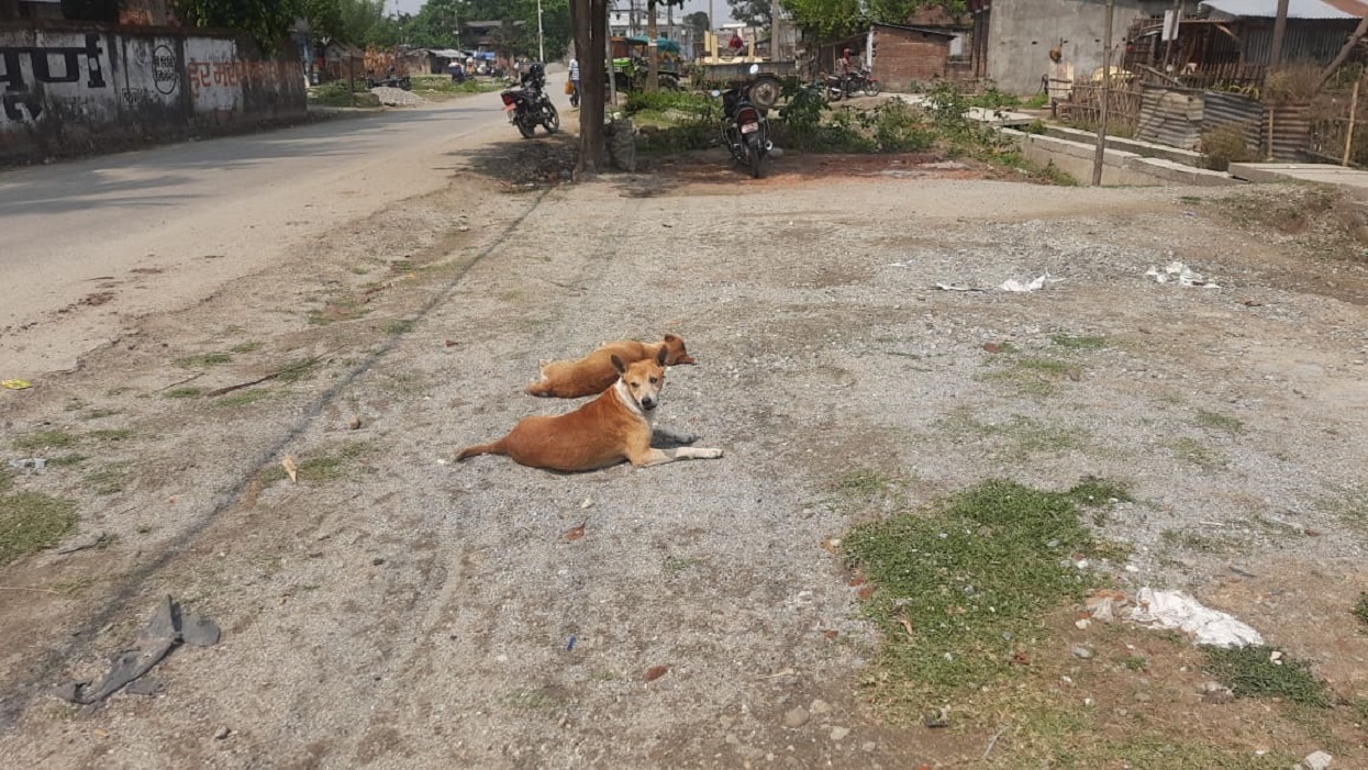 Dogs problem in the village: wild behavior of domestic dogs
