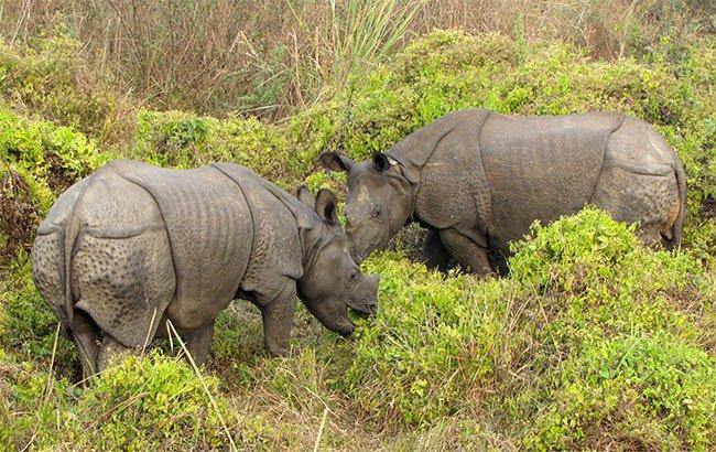 Rhinoceros counting started in Shuklaphanta