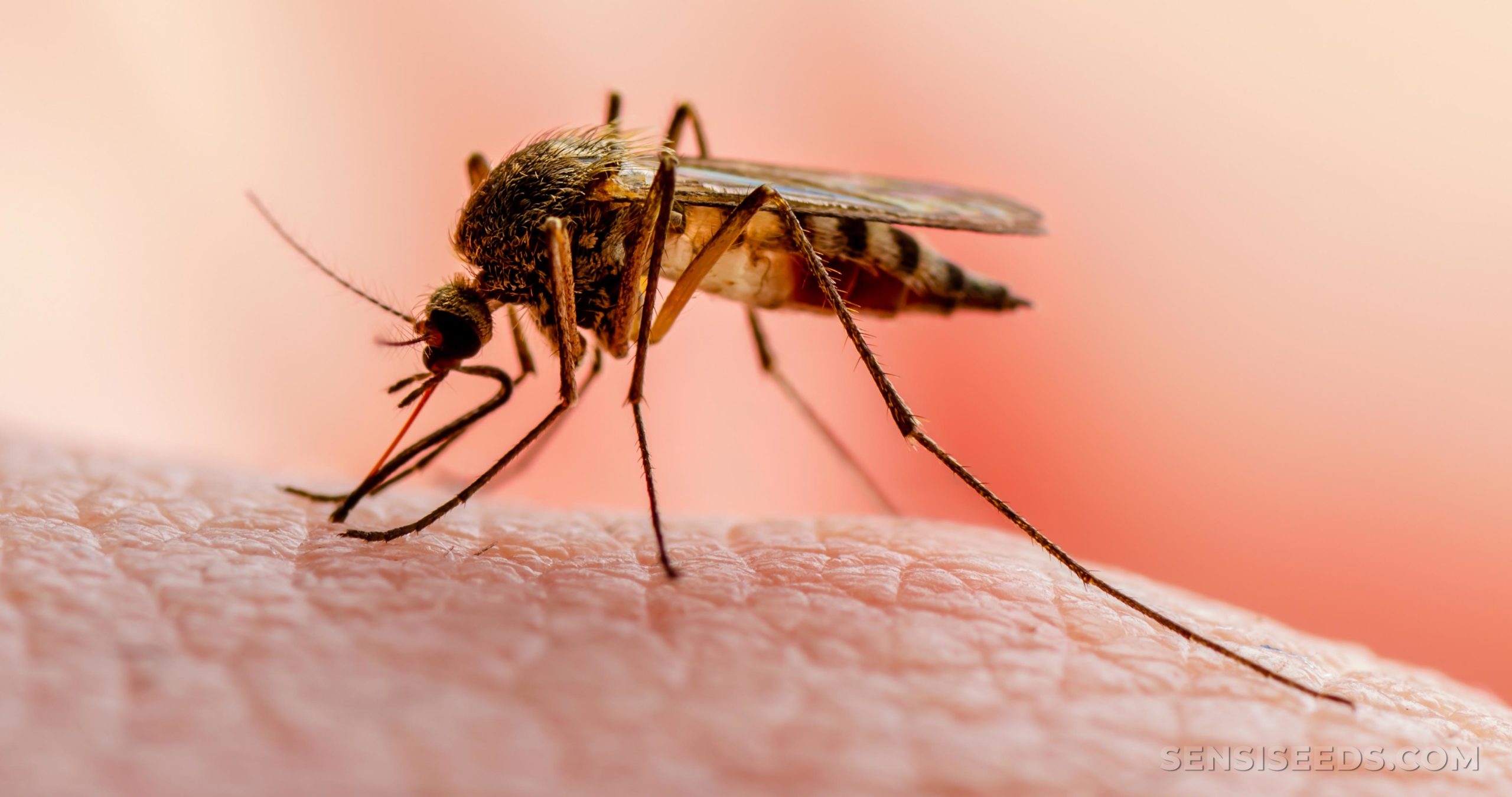 141 malaria cases reported in Vietnam