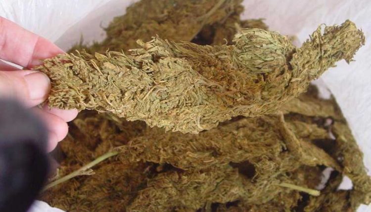 26 kg cannabis recovered from Parsa
