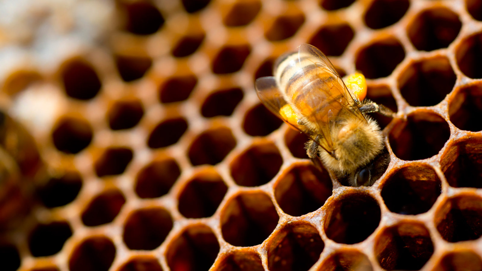 Bees began to die in the hive due to an unknown disease