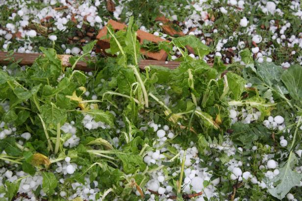 Damage to vegetables and fruits due to strong winds and hail