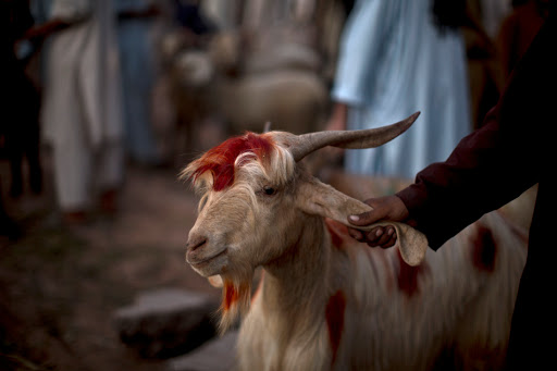 Goat sacrificed to bring an end to Corona