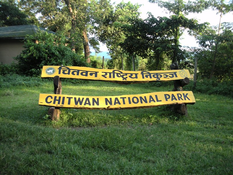 Counting of cows begins in Chitwan National Park