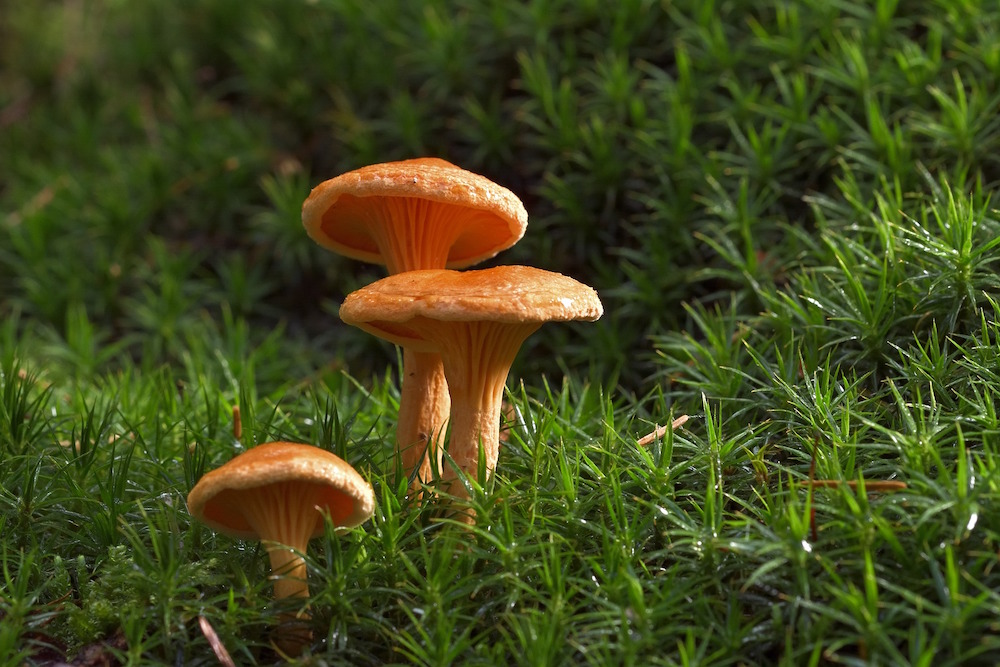 One died while eating wild mushrooms