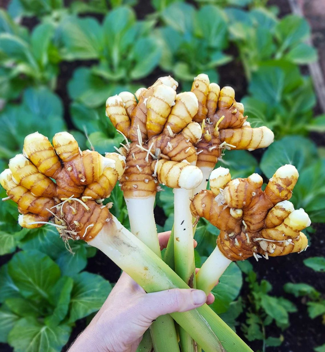 Oil from turmeric leaves!