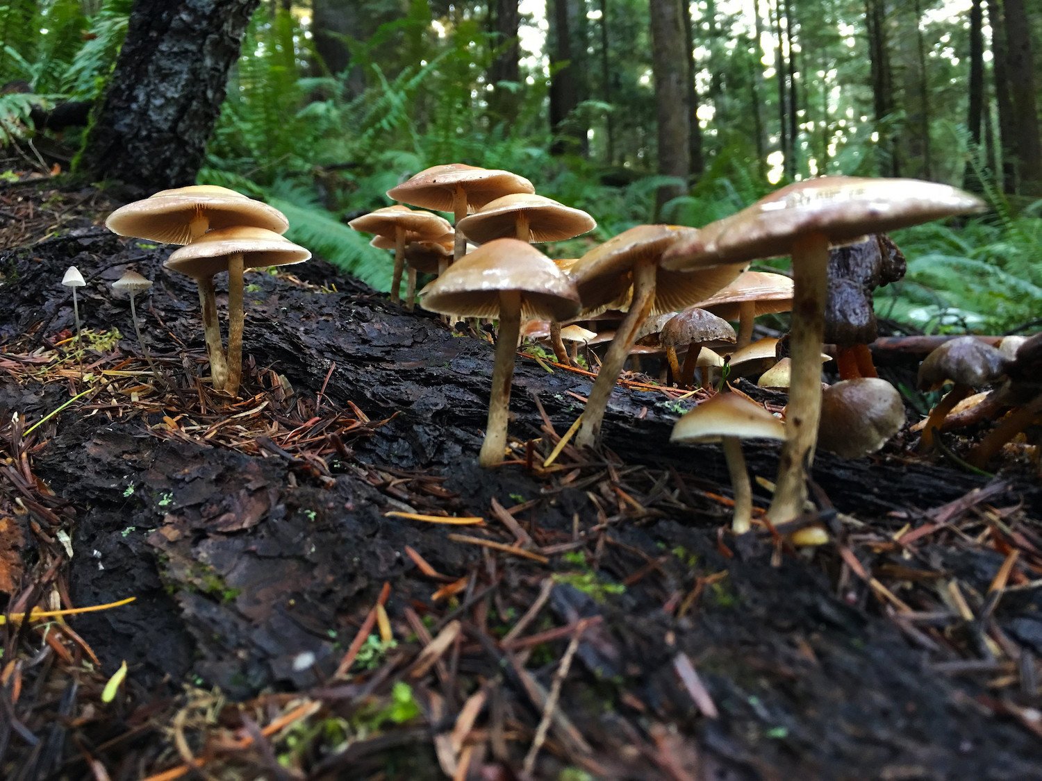 Nine patients in the same house after eating wild mushrooms