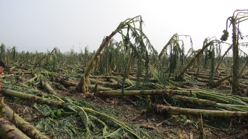 Damage of three lakhs due to strong winds