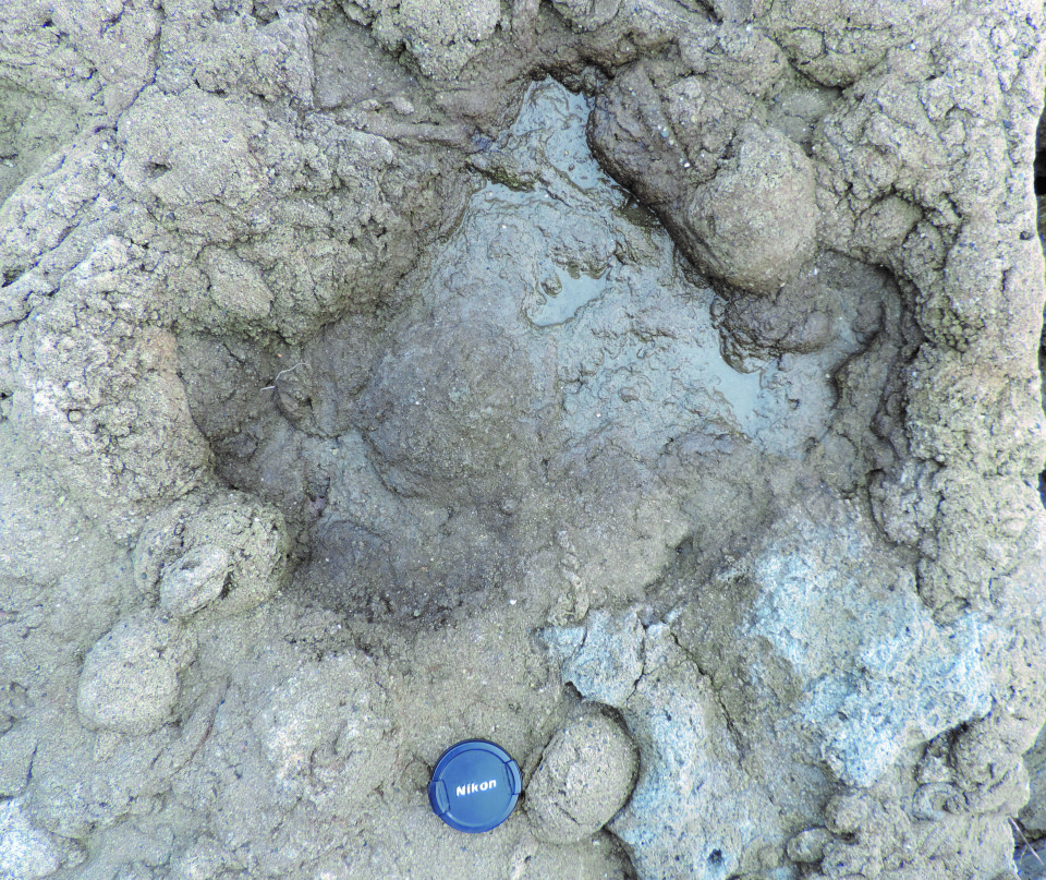 Footprints of last dinosaurs to walk on UK soil discovered in Kent