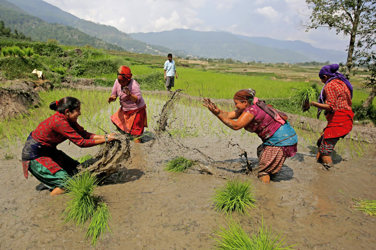 National Paddy Day and Paddy Cultivation Festival to be marked symbolically
