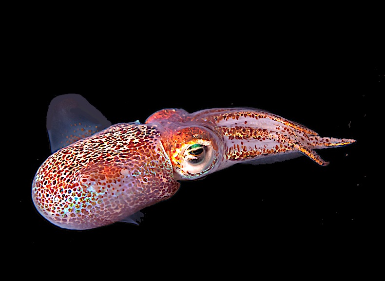 NASA sends squid from Hawaii into space for research