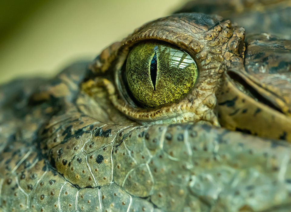 Death by crocodile attack