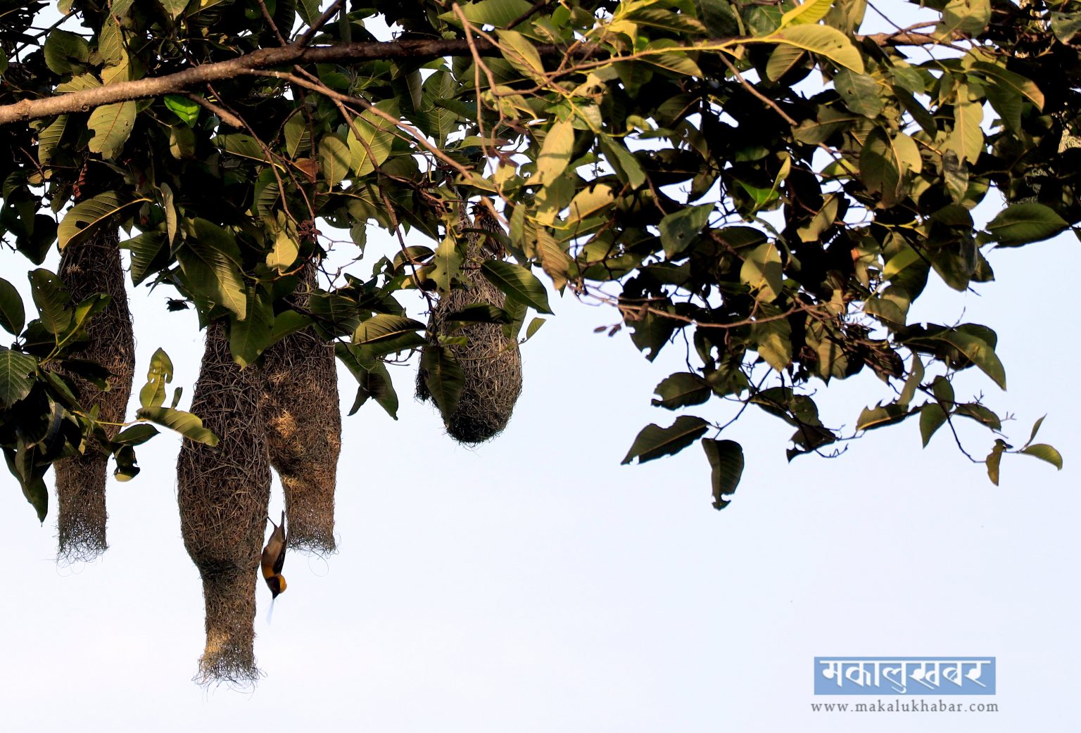 Weaver Birds ‘engineering’ [Photos]