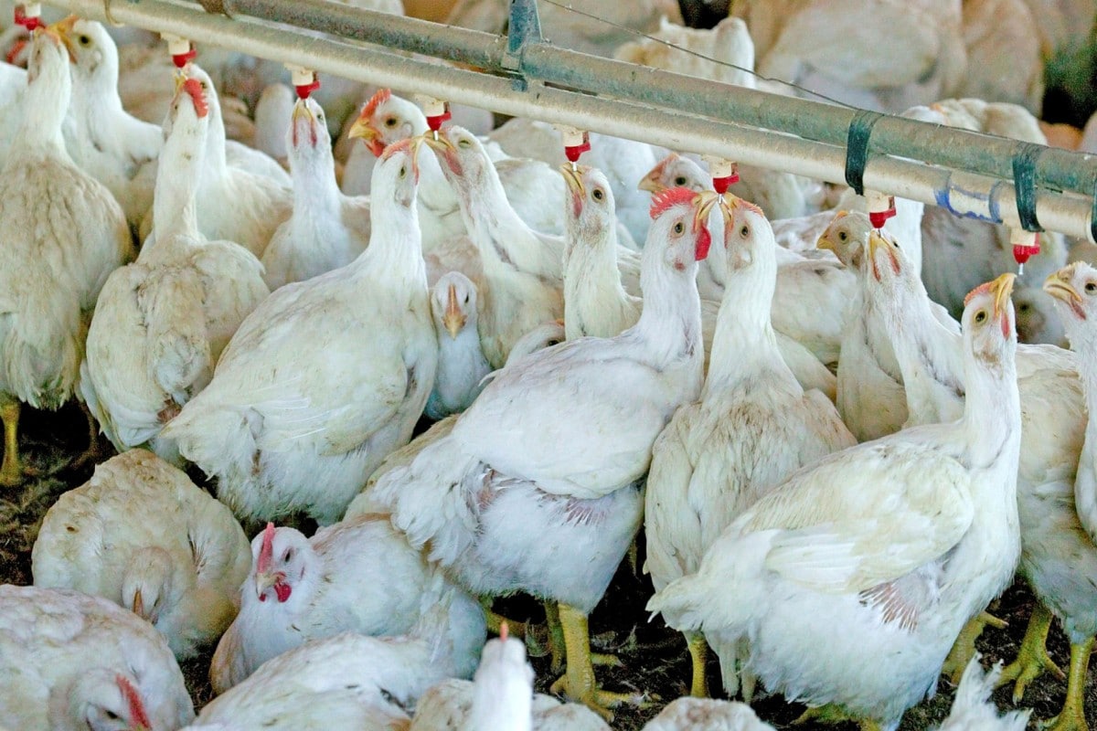 China’s Sichuan reports human case of H5N6 bird flu
