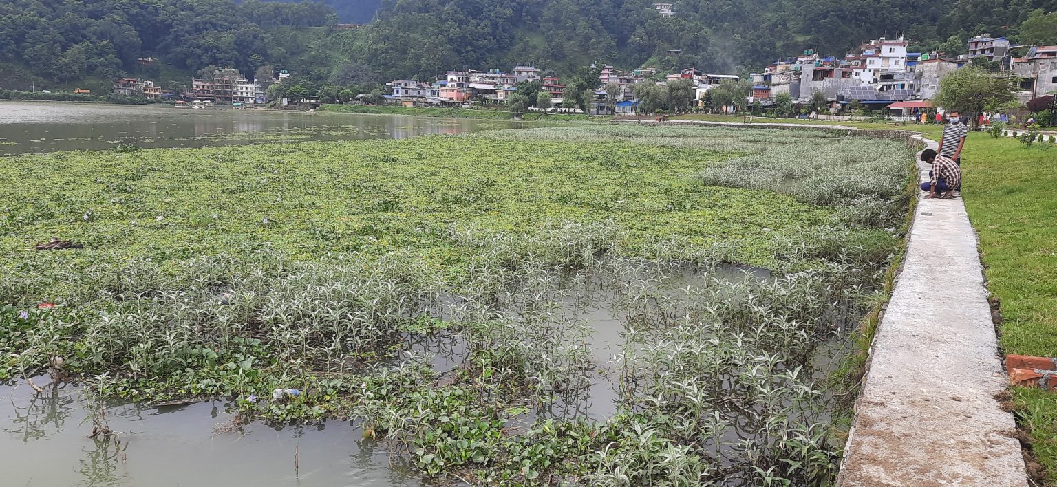 The usual garbage in Phewa Lake [Photos]