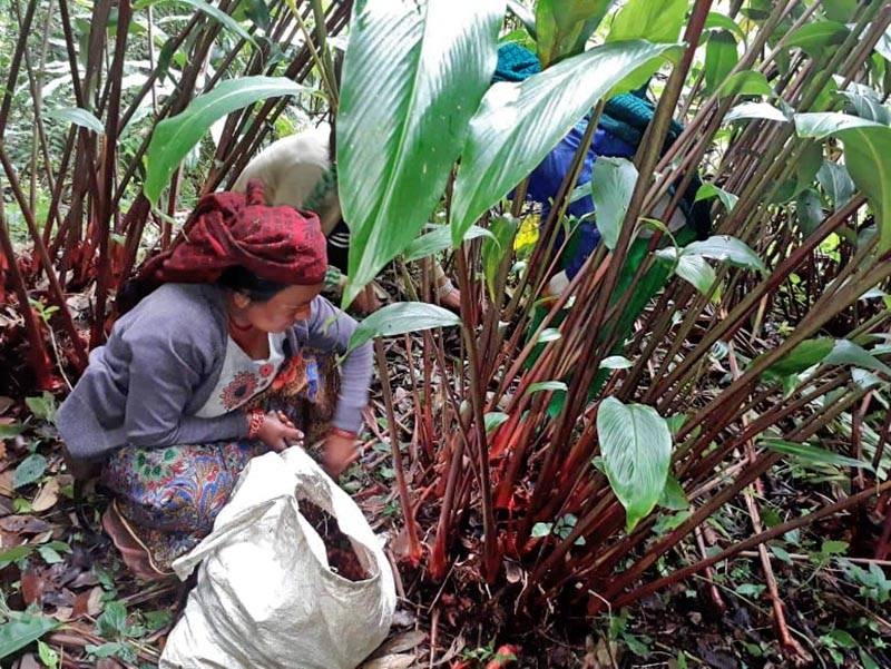 Taplejung exports cardamom worth Rs 1.35 billion in year