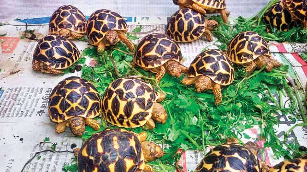 Three arrested while selling tortoise