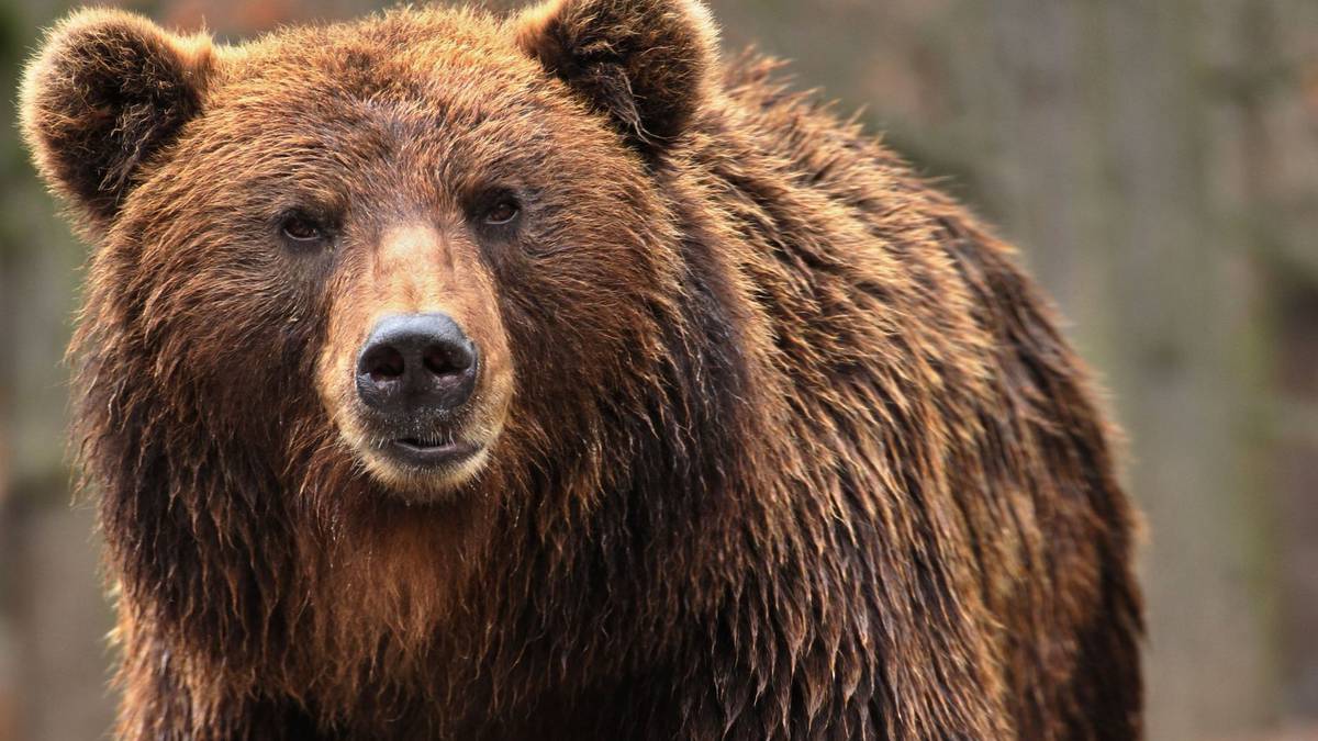 Woman killed by grizzly bear at campsite