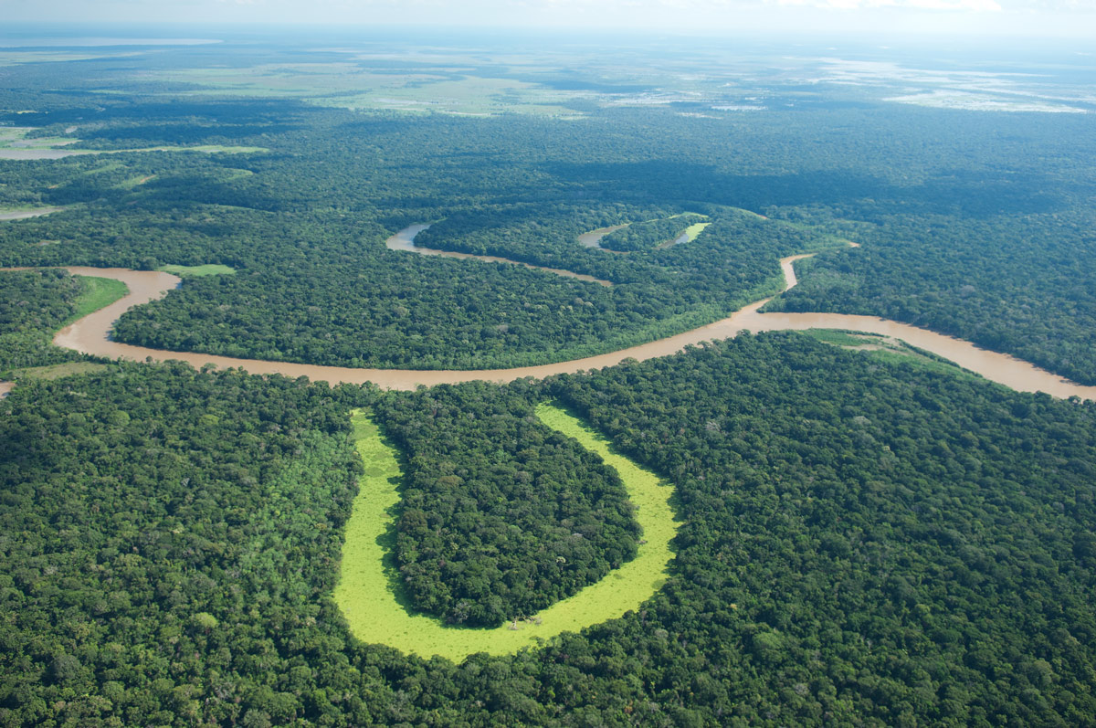 Over 10,000 species risk extinction in Amazon, says landmark report