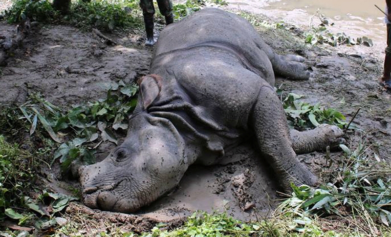 Male rhino found dead in Chitwan National Park