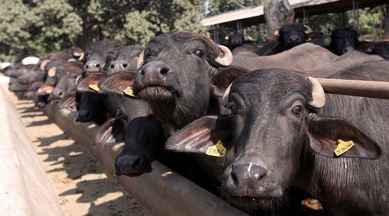 Ratnanagar Municipality distributes buffaloes in grant
