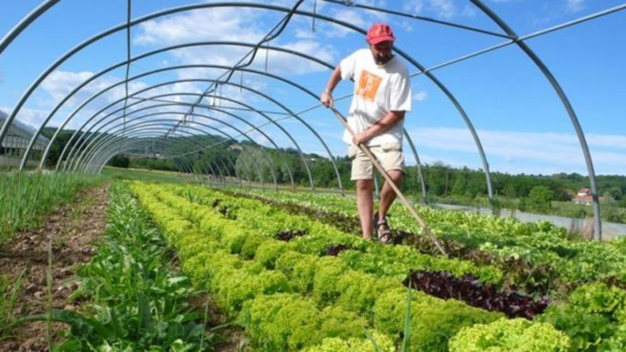 Organic farming becomes reliable source of livelihood