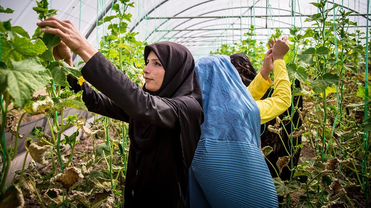 Afghan gov’t to build 1,000 greenhouses