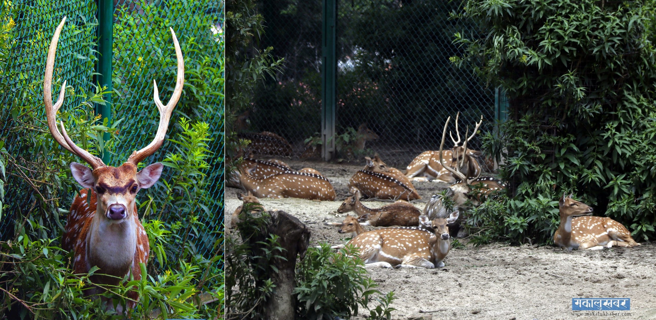 Captive deer in the orchard [Photos]