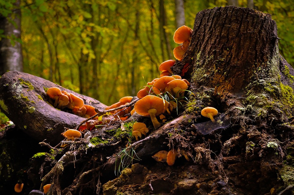 Poisonous mushrooms kills father and a son