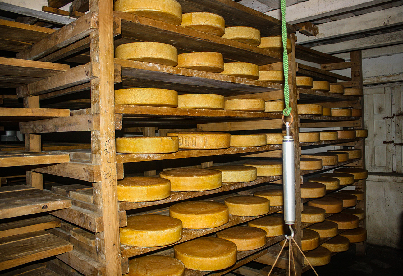 Cheese centres in Rasuwa resume production