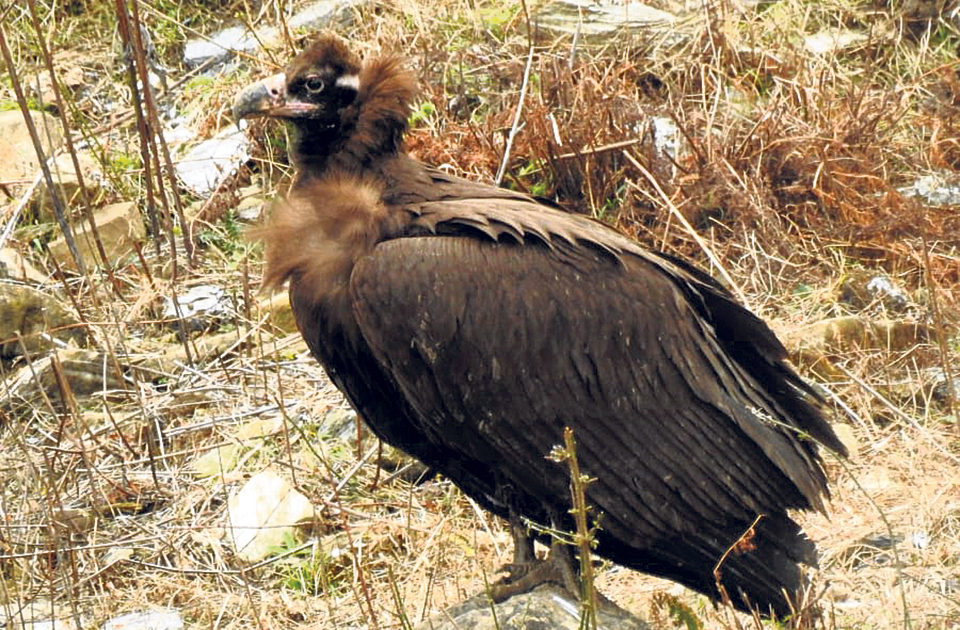 World’s rare birds found in Barekot