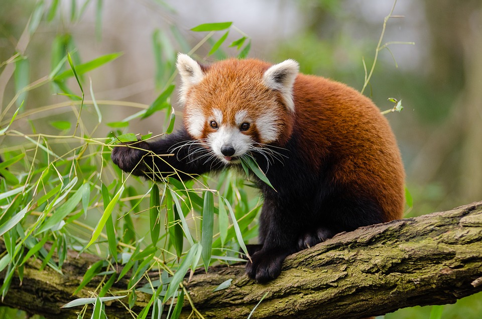 Two arrested with Red Panda hide