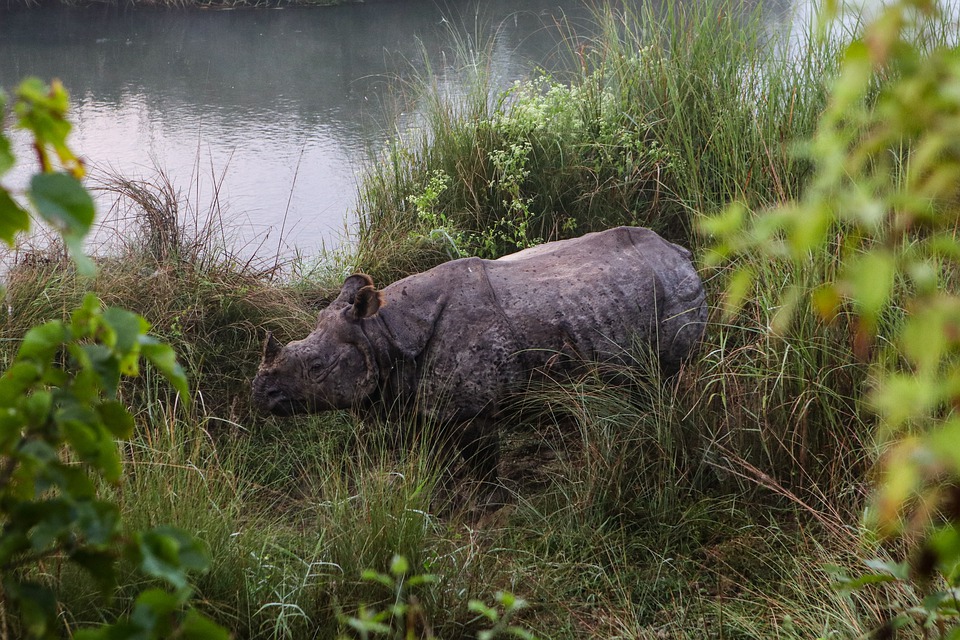 Woman injured by the attack of rhino