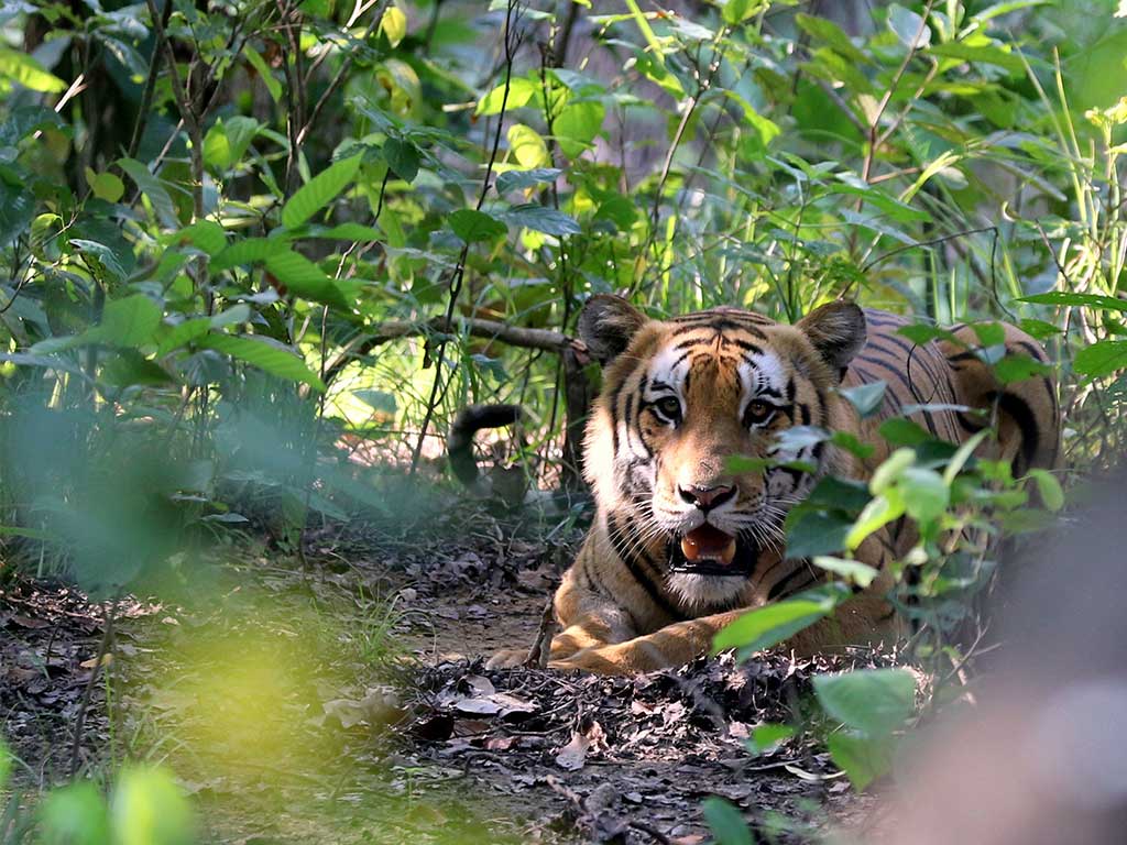 Woman mauled to death by a tiger – English.MakaluKhabar.com