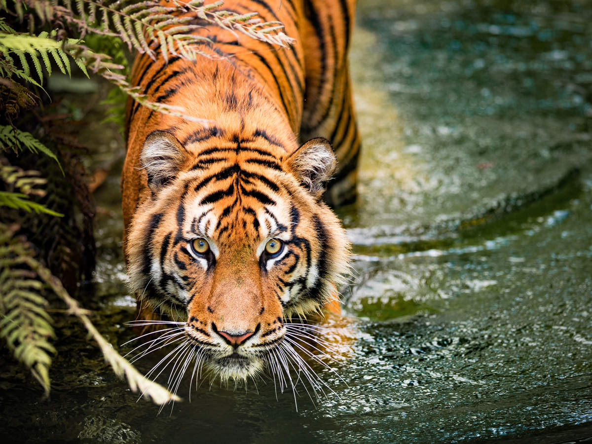 Today is World Tiger Day: Conservation remains a challenge!