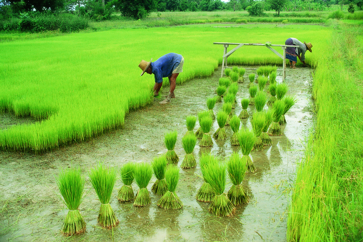 Wildlife rampage displaces farmers from occupation