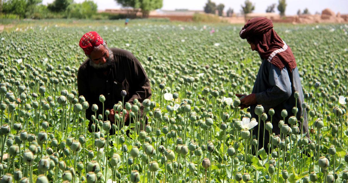 Afghanistan: What is the relationship between the Taliban economy and opium?